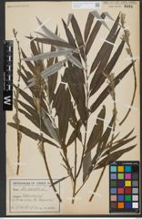 Foto von Salix viminalis L.